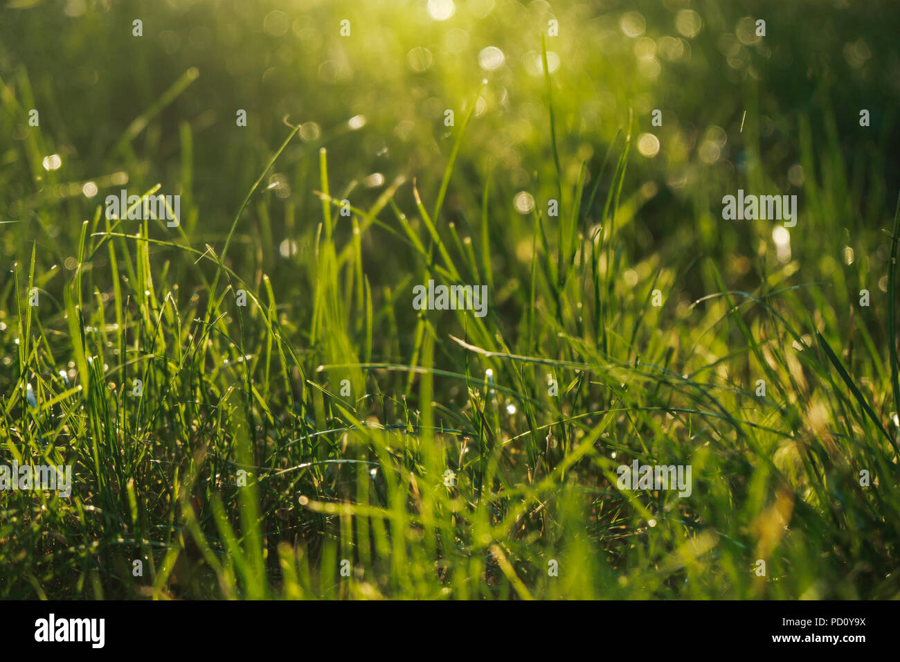 photo of a field of grass during a summer rain Stock Photo