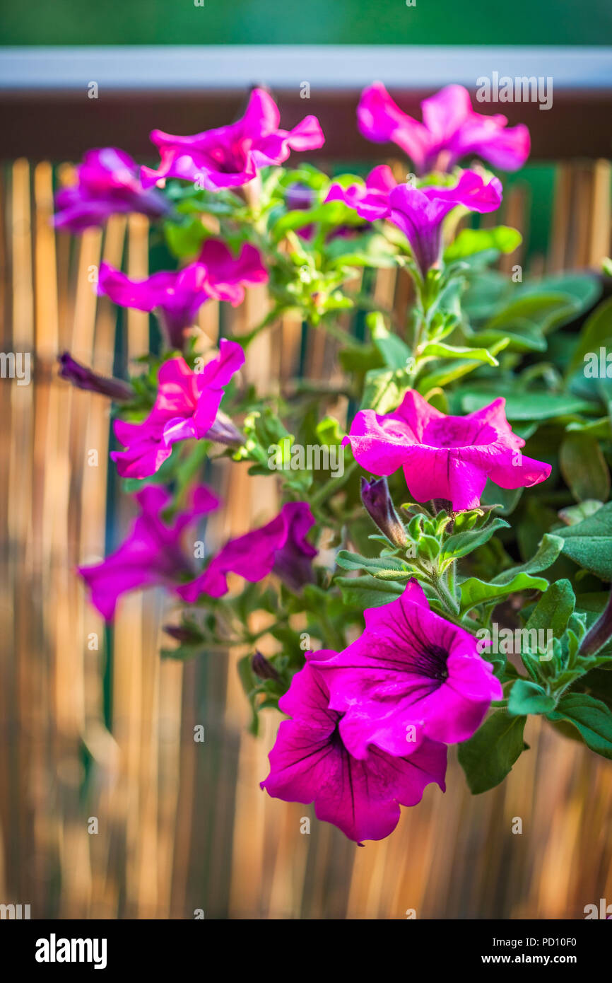 Beautiful rich colour purple magenta petunia flowers growing in summer balcony garden during sunny summer evening Stock Photo