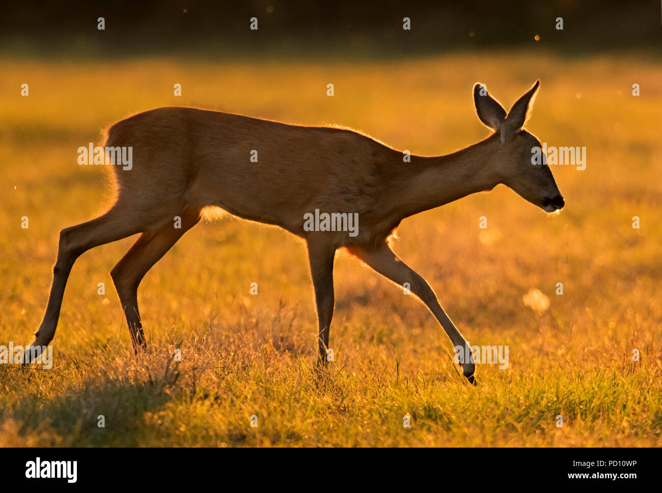 Landscape format of roe deer hi-res stock photography and images - Alamy