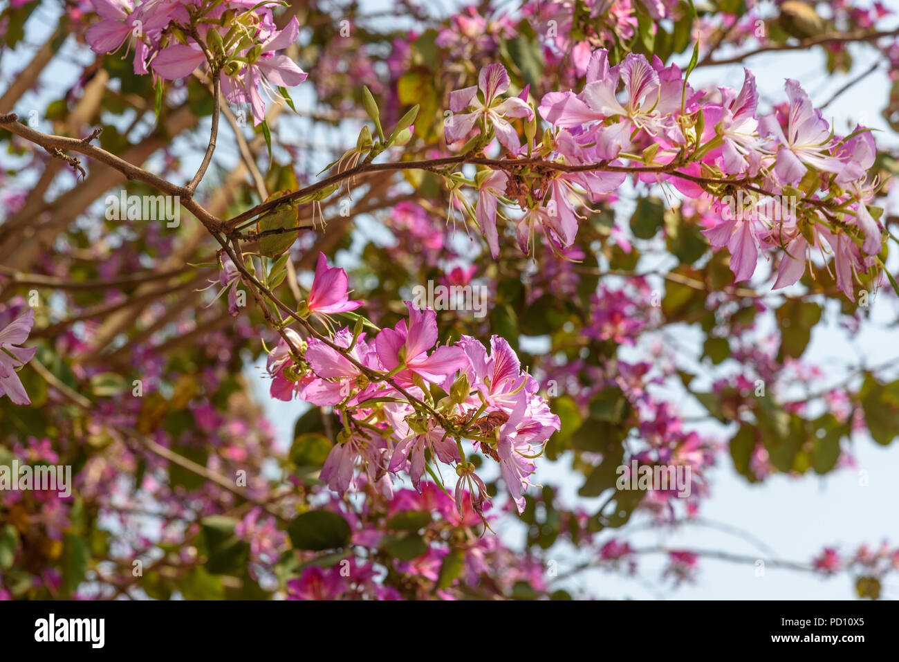 Pink flowers Bauhinia. Orchid tree blooming in springtime Stock Photo
