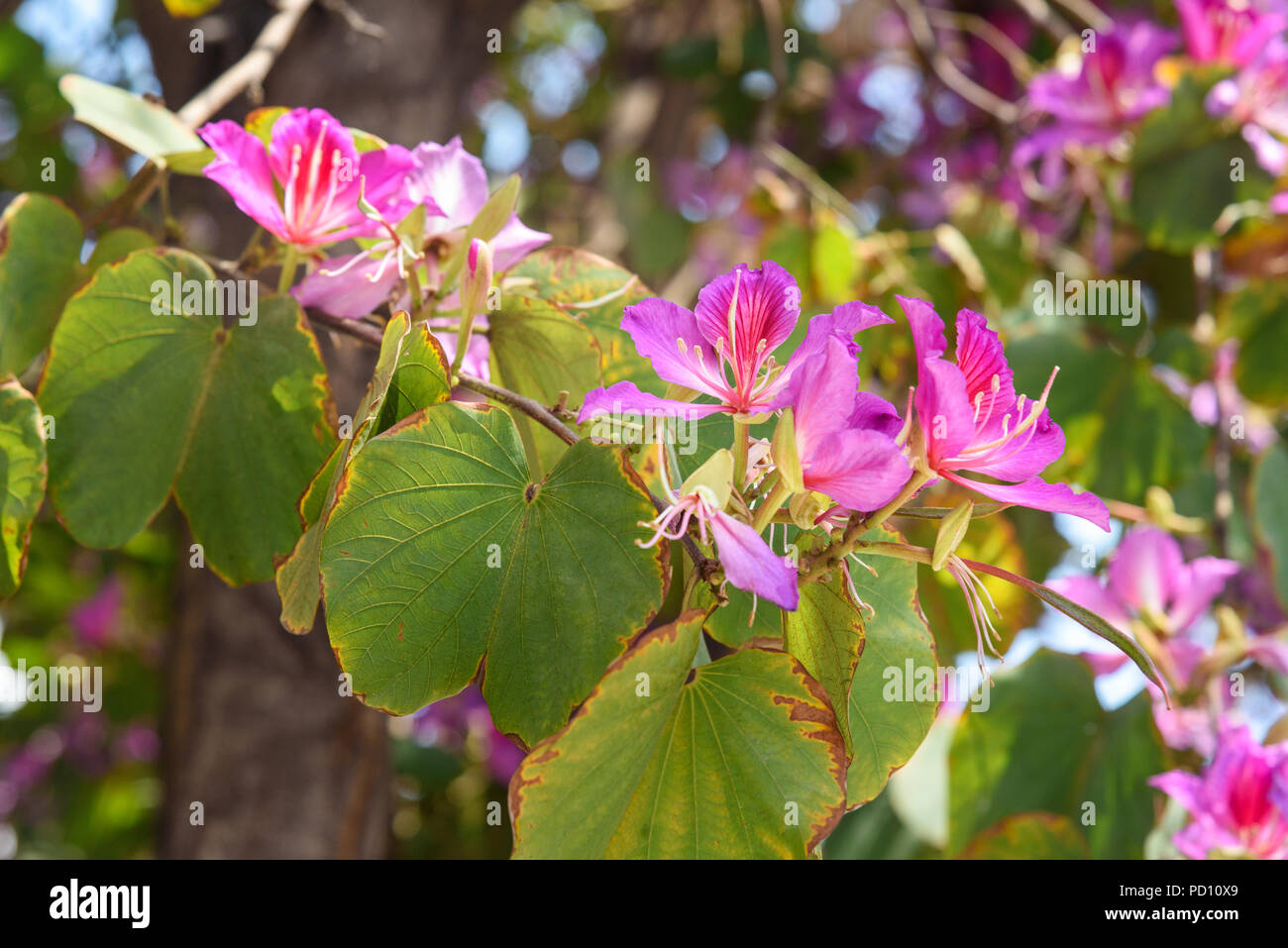 Pink flowers Bauhinia. Orchid tree blooming in springtime Stock Photo