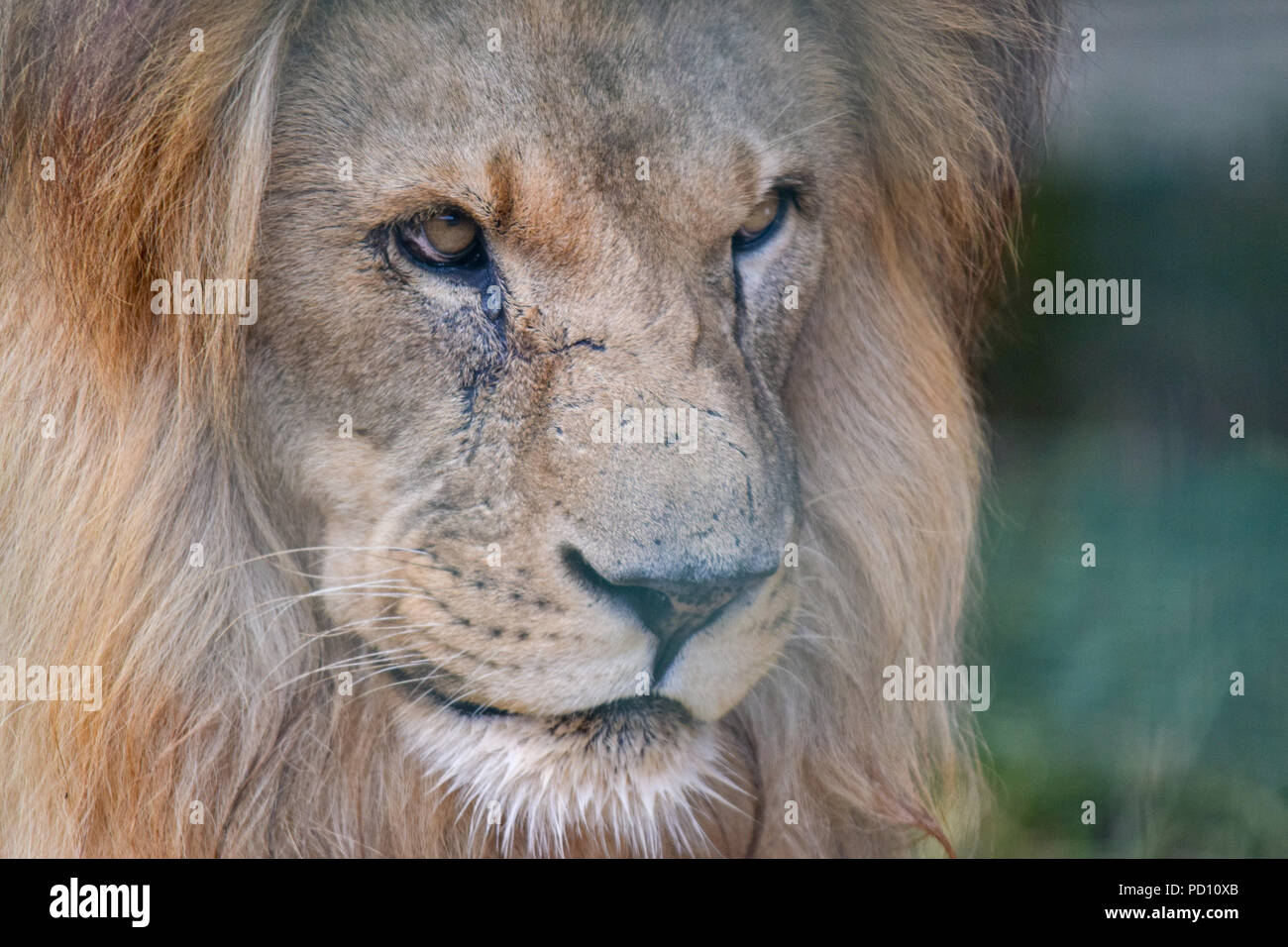 Lion Stock Photo