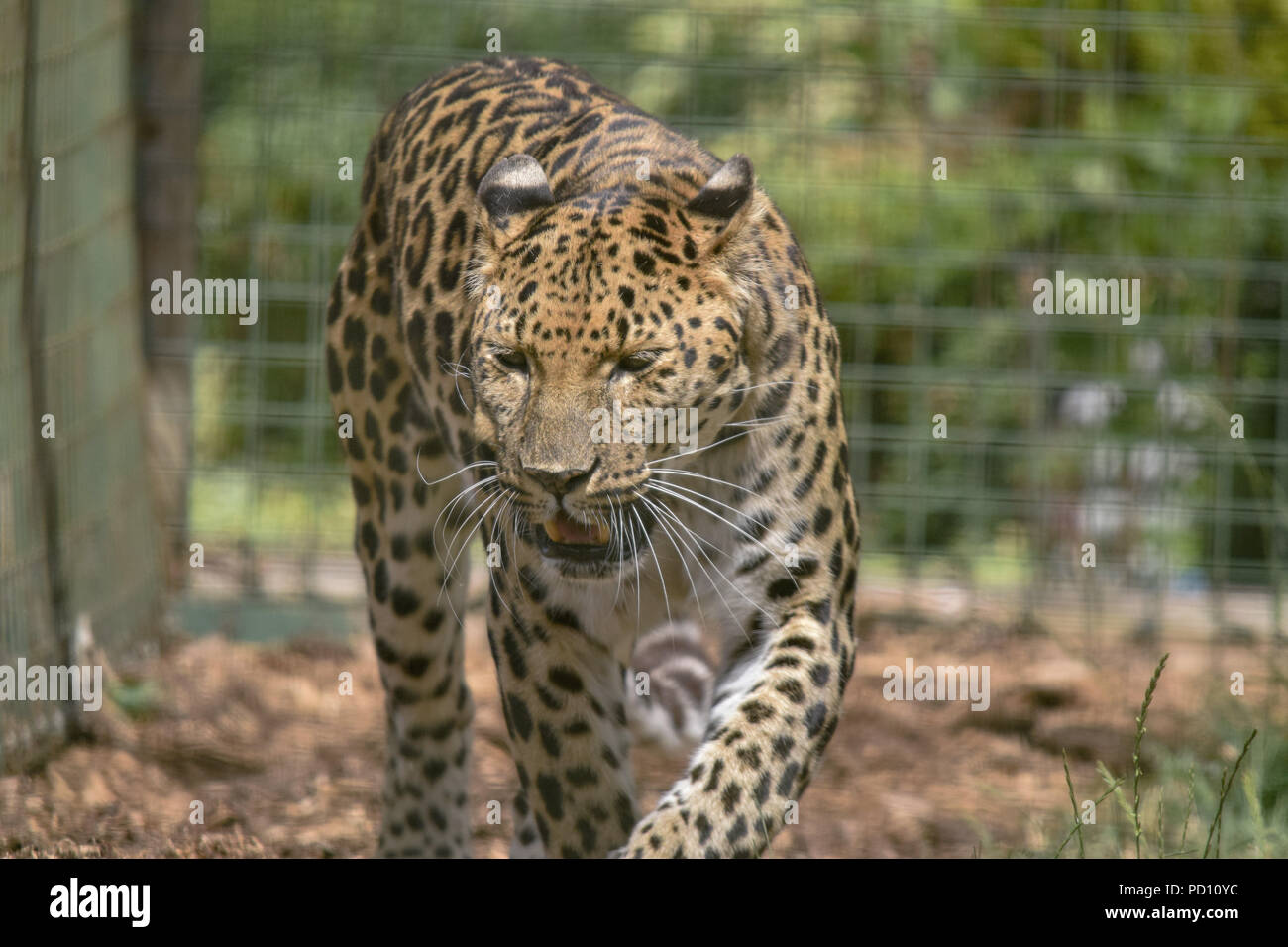Leopard detail hi-res stock photography and images - Alamy