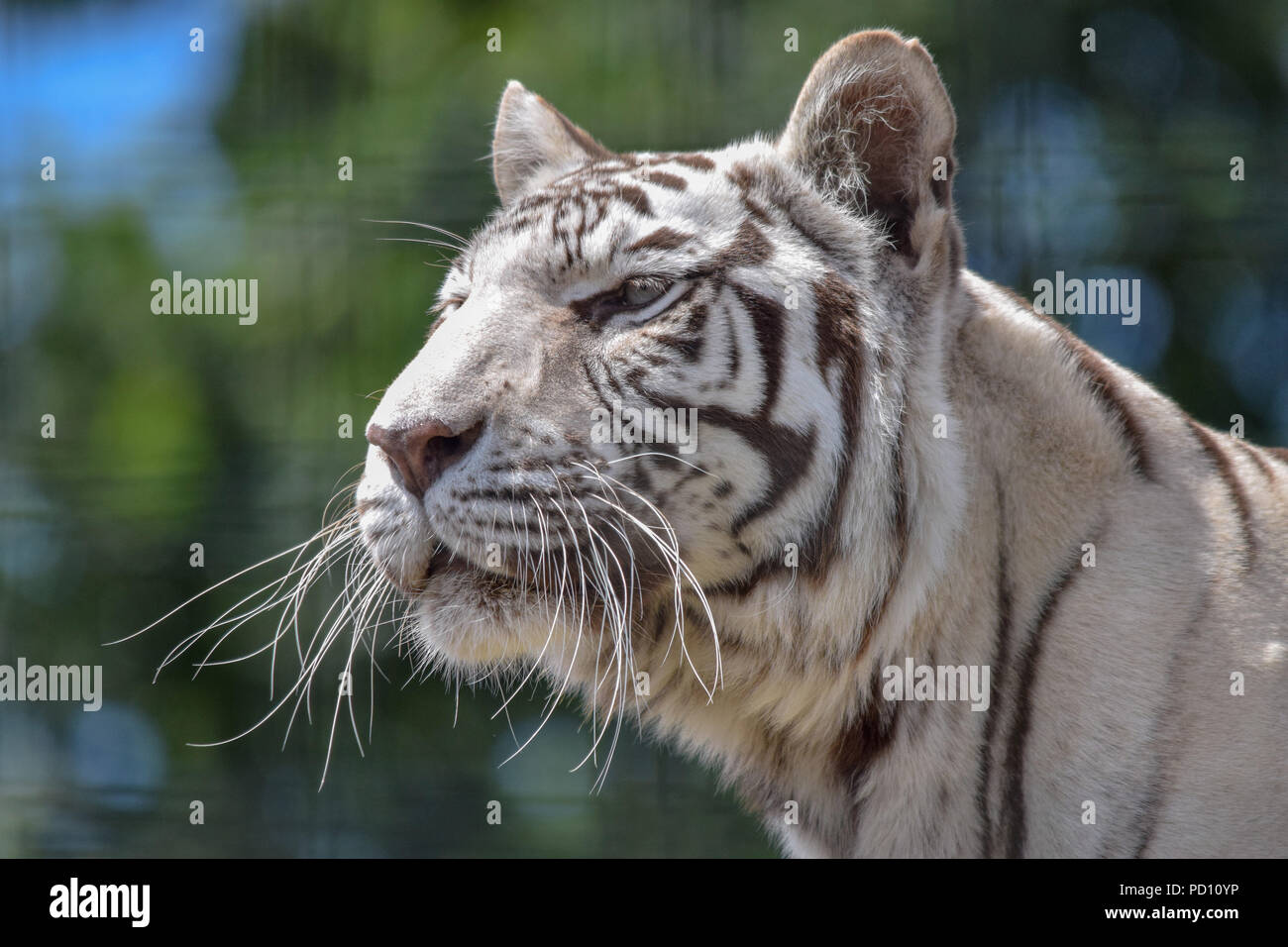 White Tiger Stock Photo