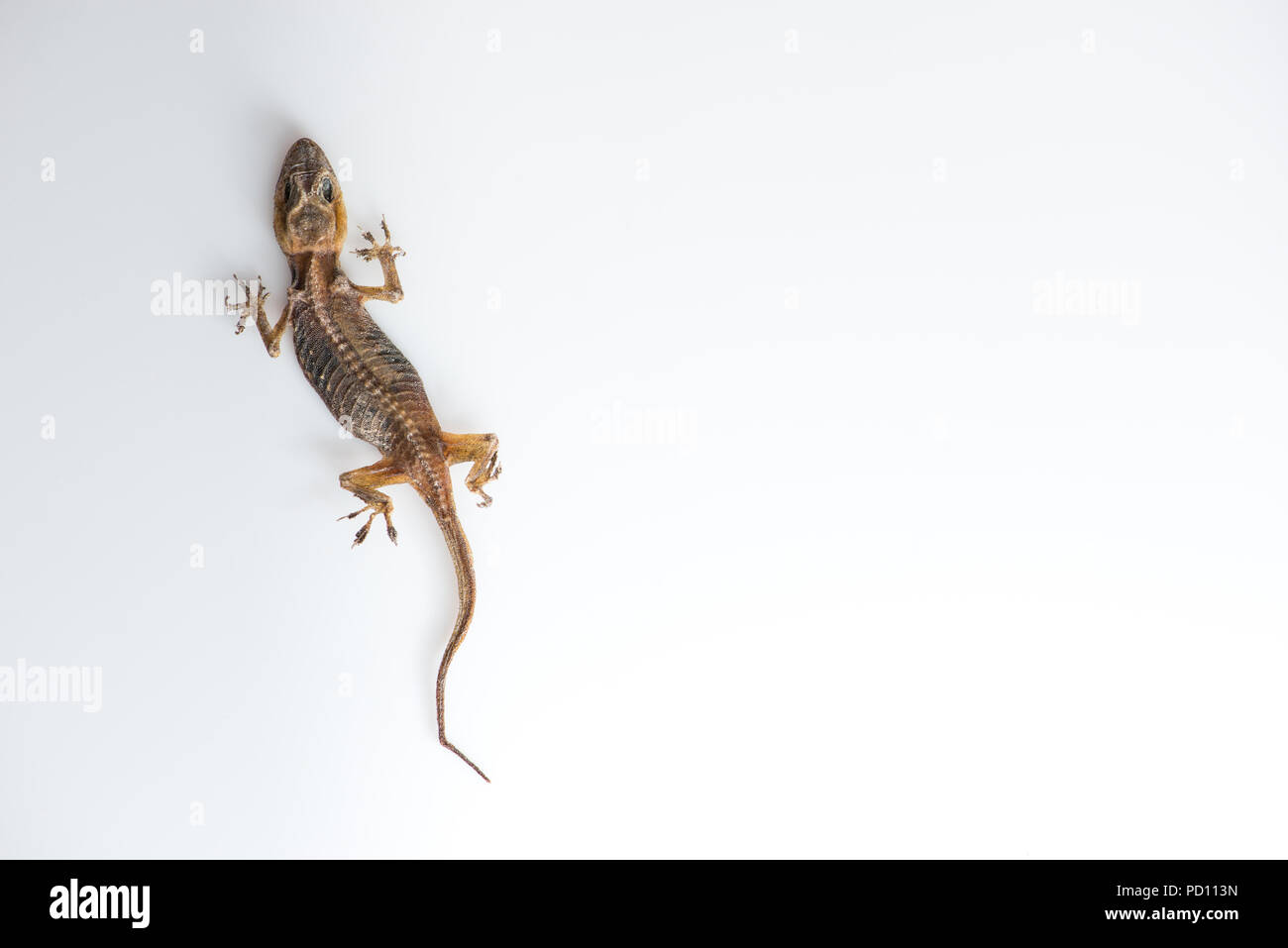 small lizard dry dead on a white background Stock Photo