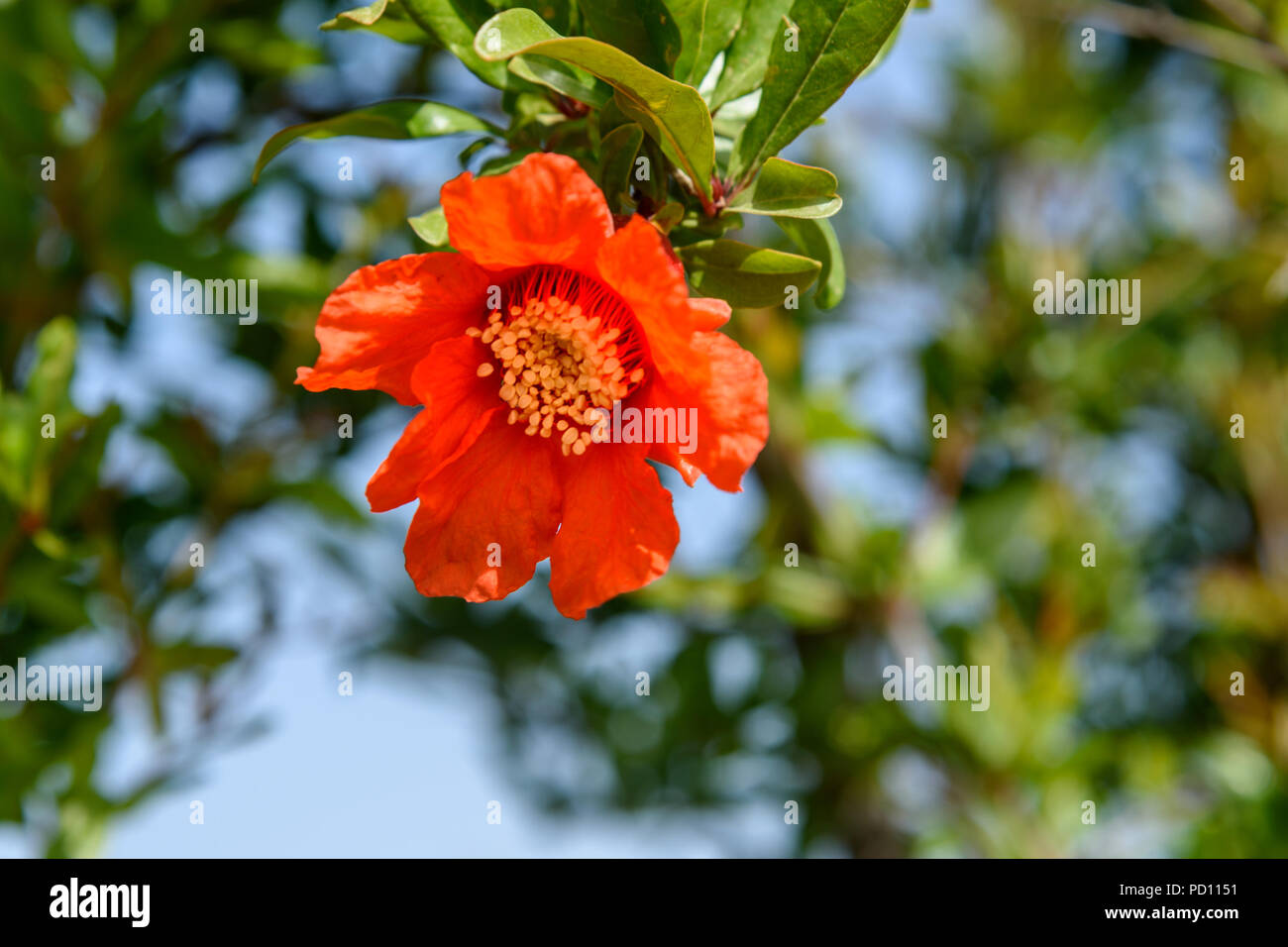 Pomegranate Flowers On Green Leaves Nature Background Stock Photo Alamy