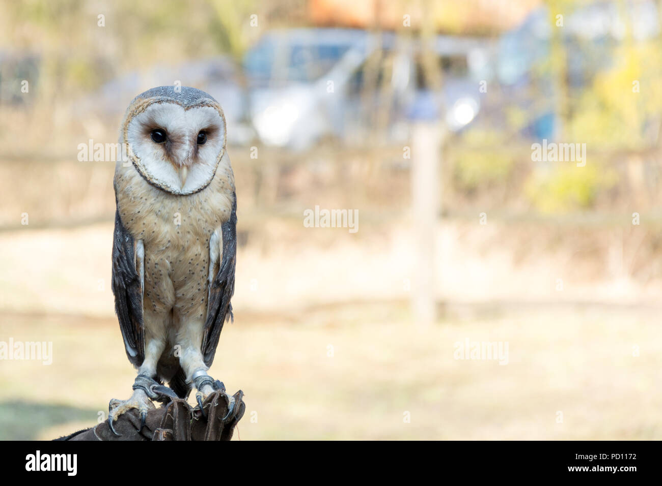 Magnificent owl bird sits on the hand Stock Photo