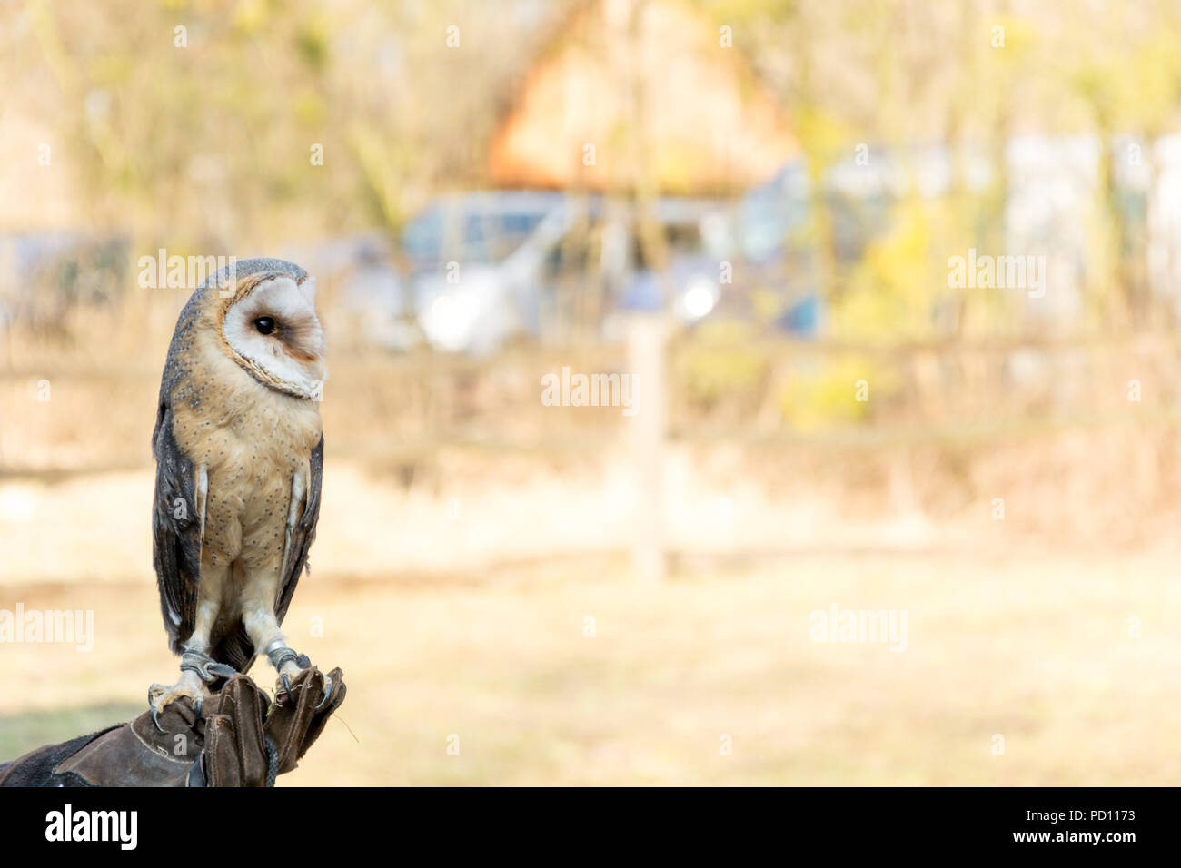 Magnificent owl bird sits on the hand Stock Photo