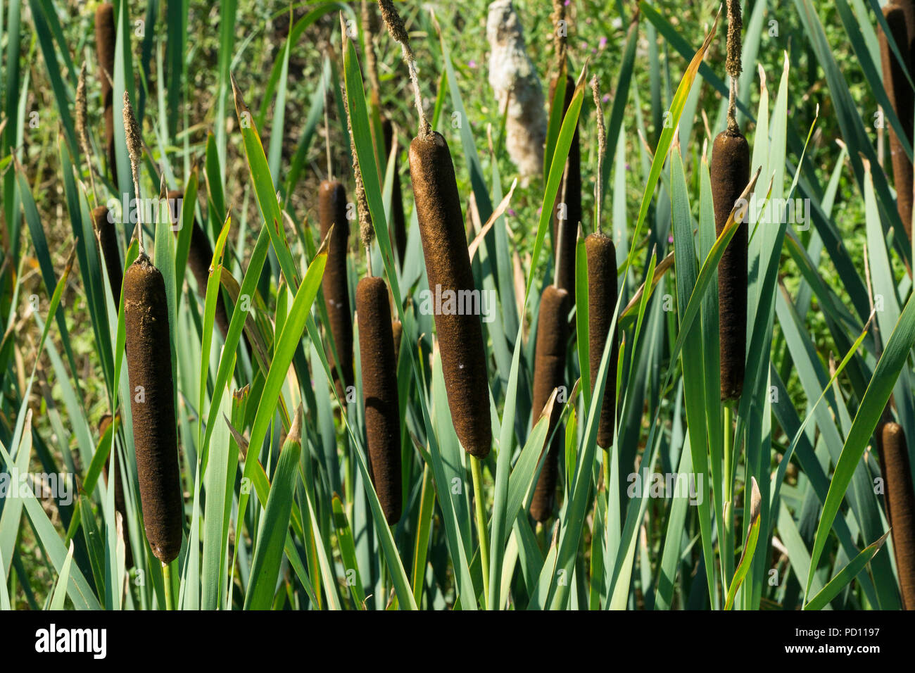 Reed Mace Stock Photo Alamy