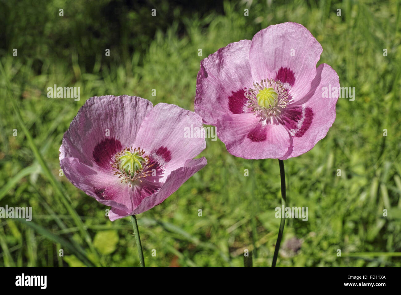 breadseed poppy, two flowers mauve color Stock Photo