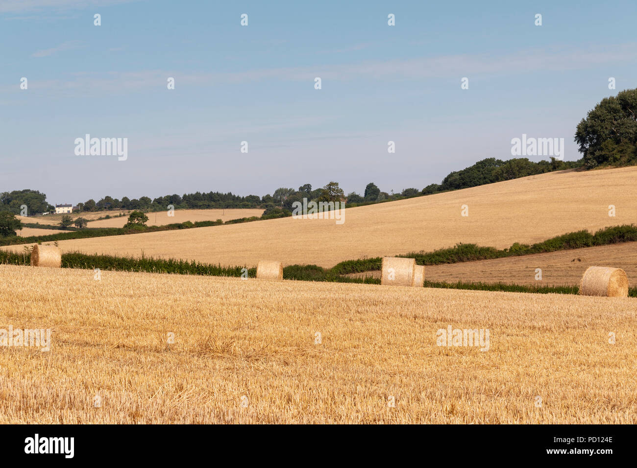 An image of hay bales ready for storage in the fields near Tilton on the Hill, Leicestershire, England, UK Stock Photo