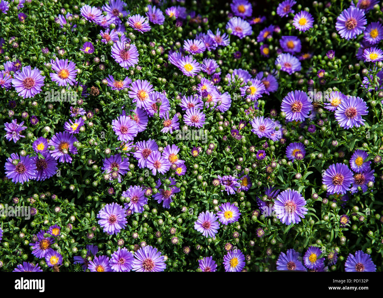 Lavender colored Asters, Chanticleer garden, Pennsylvania, USA, formal gardens, colourful garden isolated botanical perennial planting Stock Photo