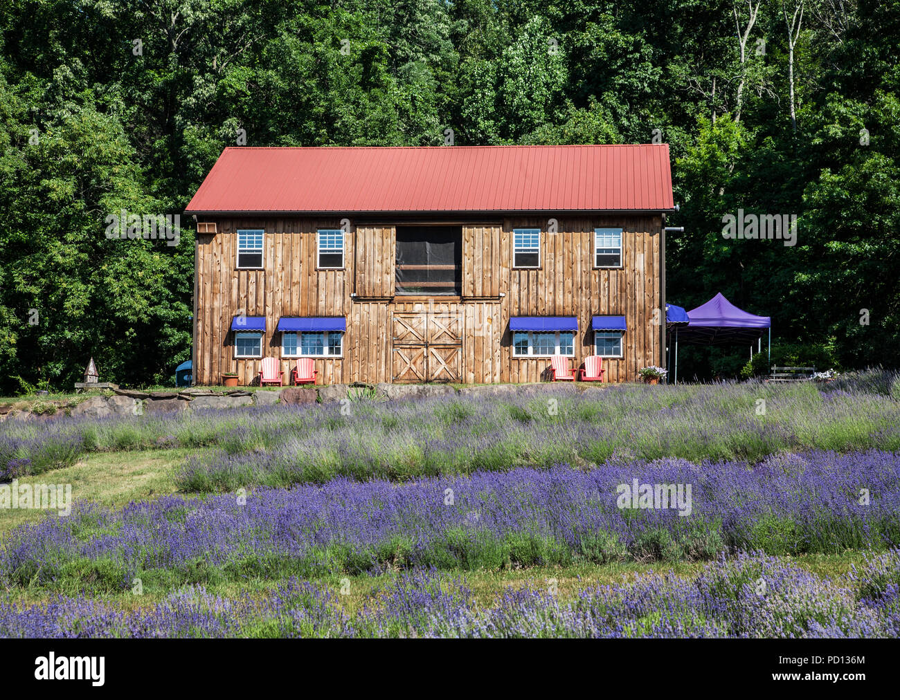 Peace Valley Lavender Farm, Doylestown, Pennsylvania, USA, Pa images