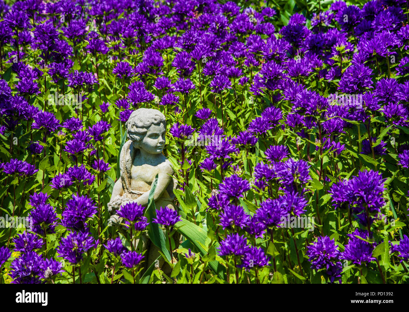Campanula Glover at a surperba, clustered bellflower, gardens New Jersey, USA, Cherub, flowers botanical, annuals Colourful fairy secret garden zen Stock Photo