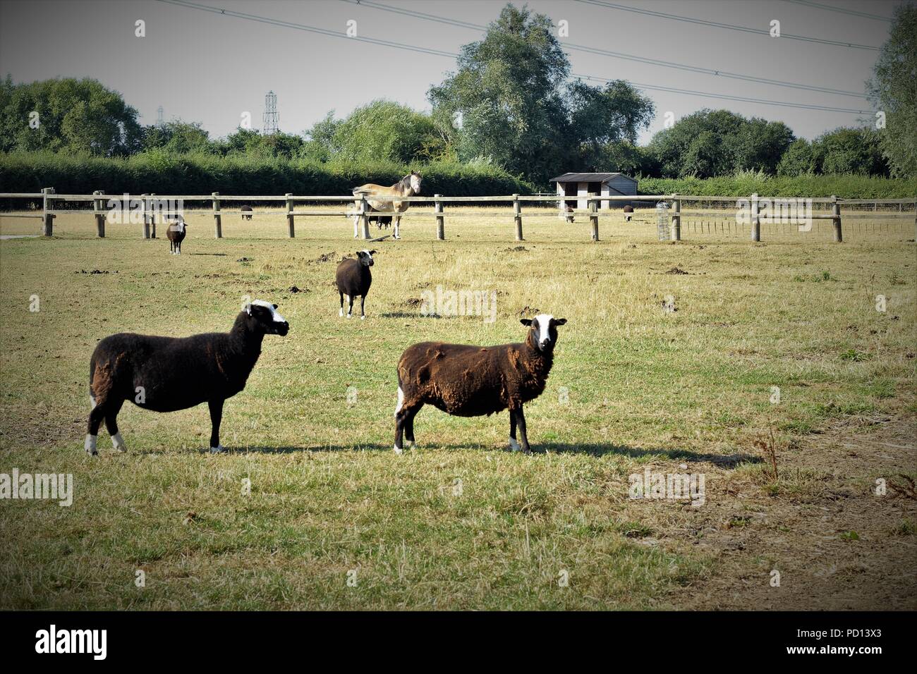 Wales sheep hi-res stock photography and images - Alamy