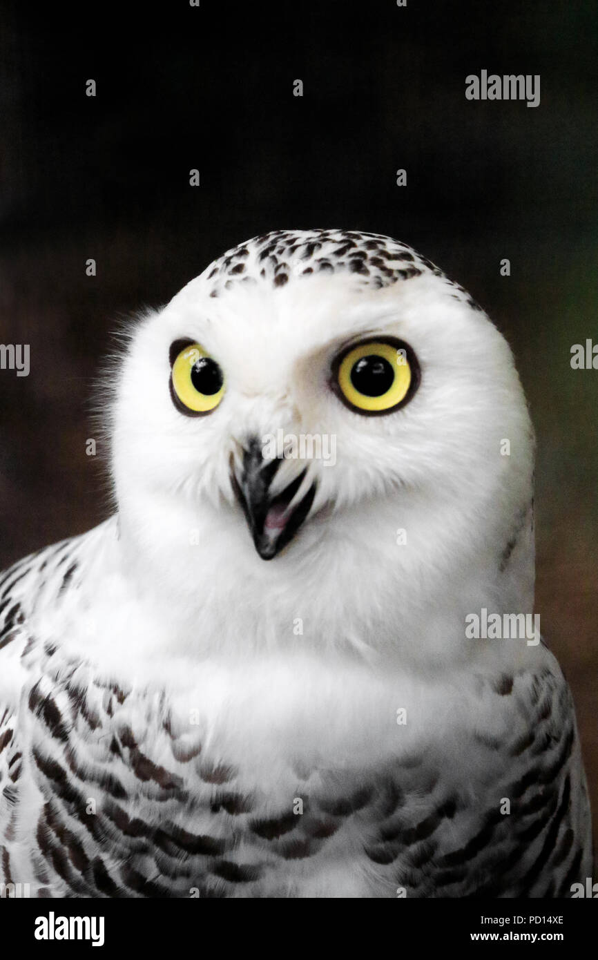 Snowy Owl, Bubo scandiacus, portrait Stock Photo