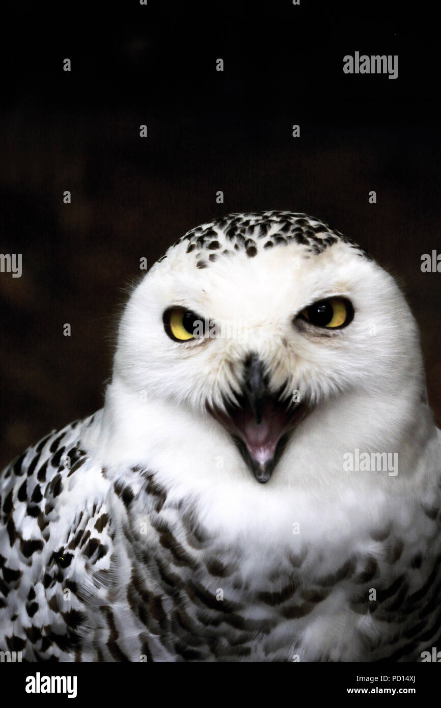Snowy Owl, Bubo scandiacus, portrait Stock Photo