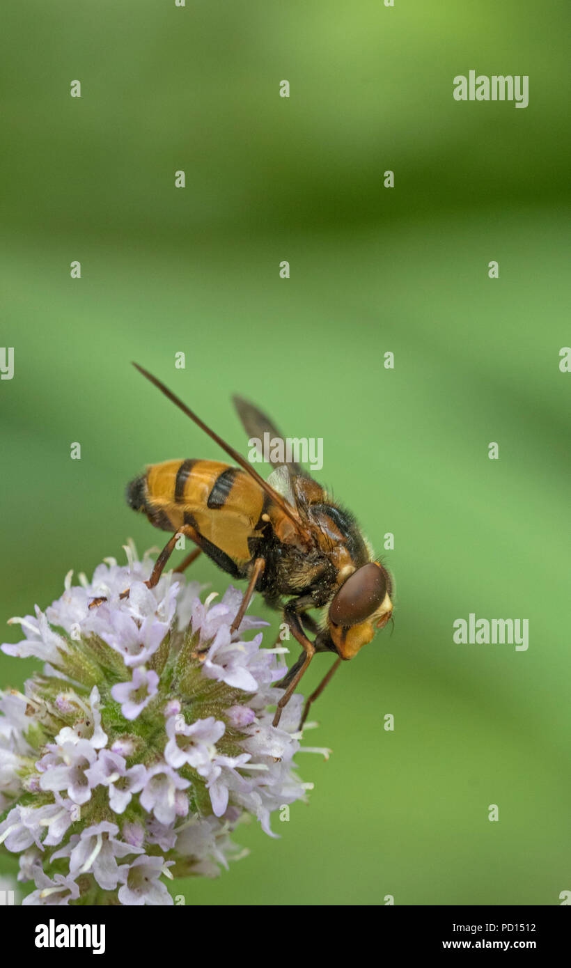 Hoverfly Volucella inanis (Syrphidae), England, UK Stock Photo Alamy
