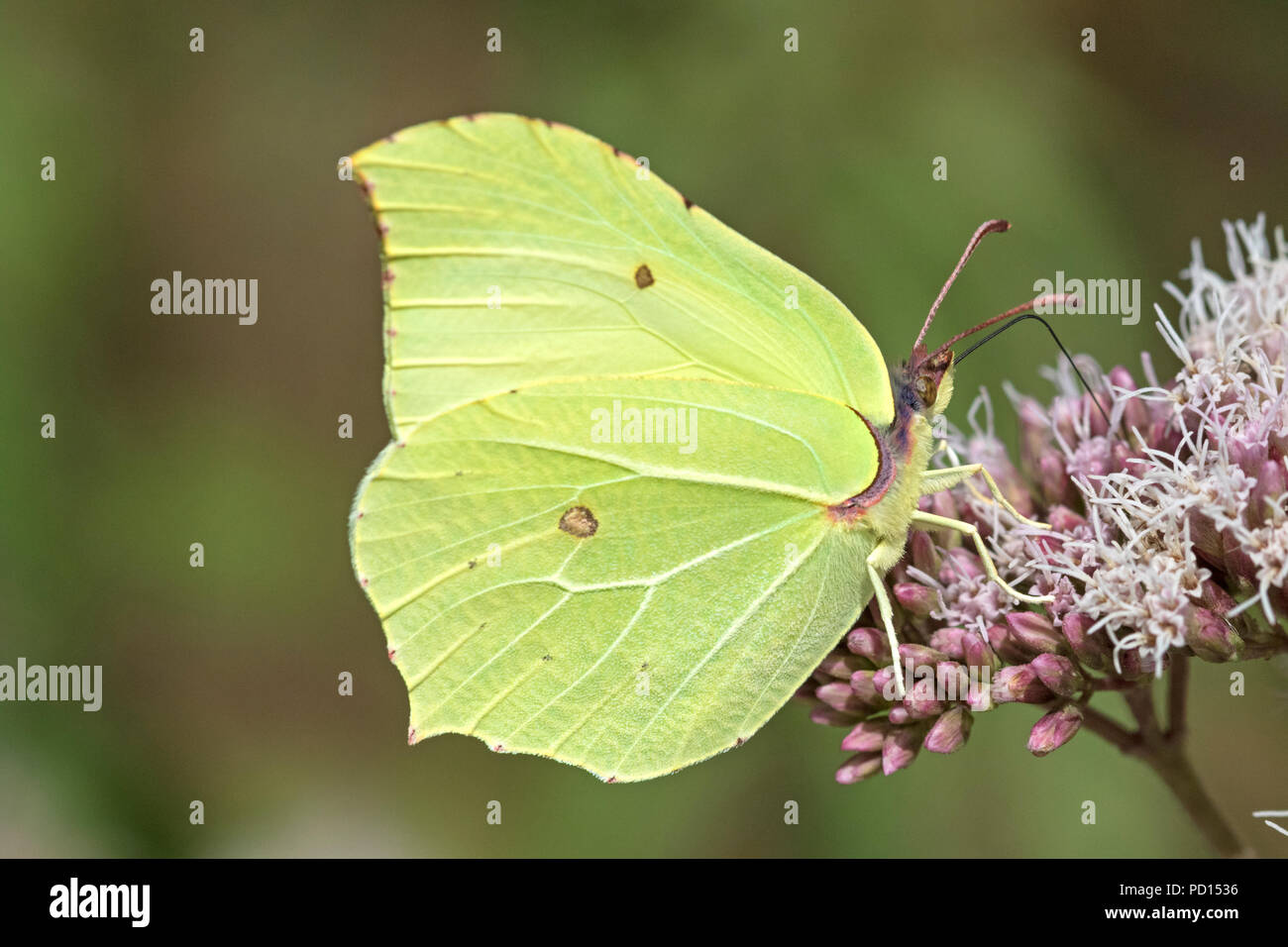 Common Brimstone butterfly (Gonepteryx rhamni), England, UK Stock Photo