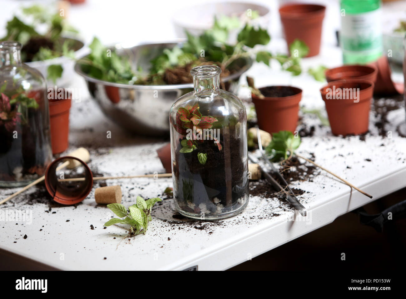 A group of people getting creative and designing and making their own Terrariums in Chichester, West Sussex, UK. Stock Photo