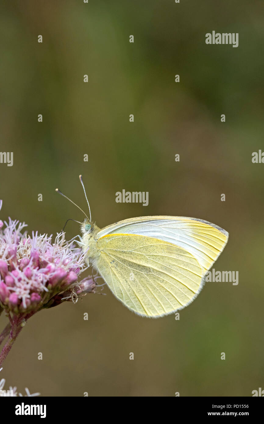 Common Brimstone butterfly (Gonepteryx rhamni), England, UK Stock Photo