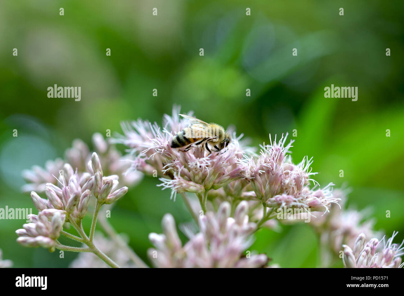 Honey bee on a flower Stock Photo