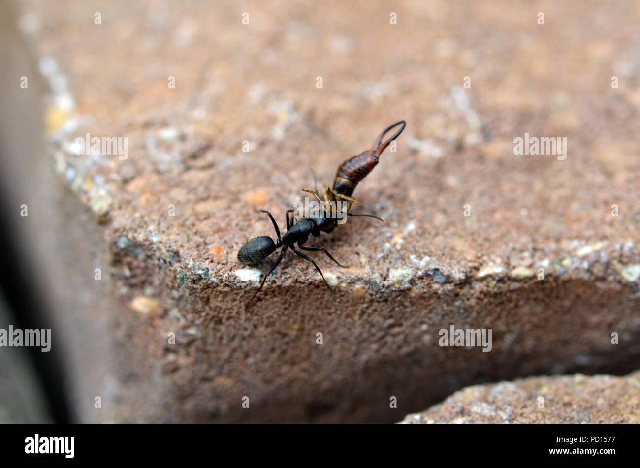 Ant carrying a dead earwig Stock Photo Alamy