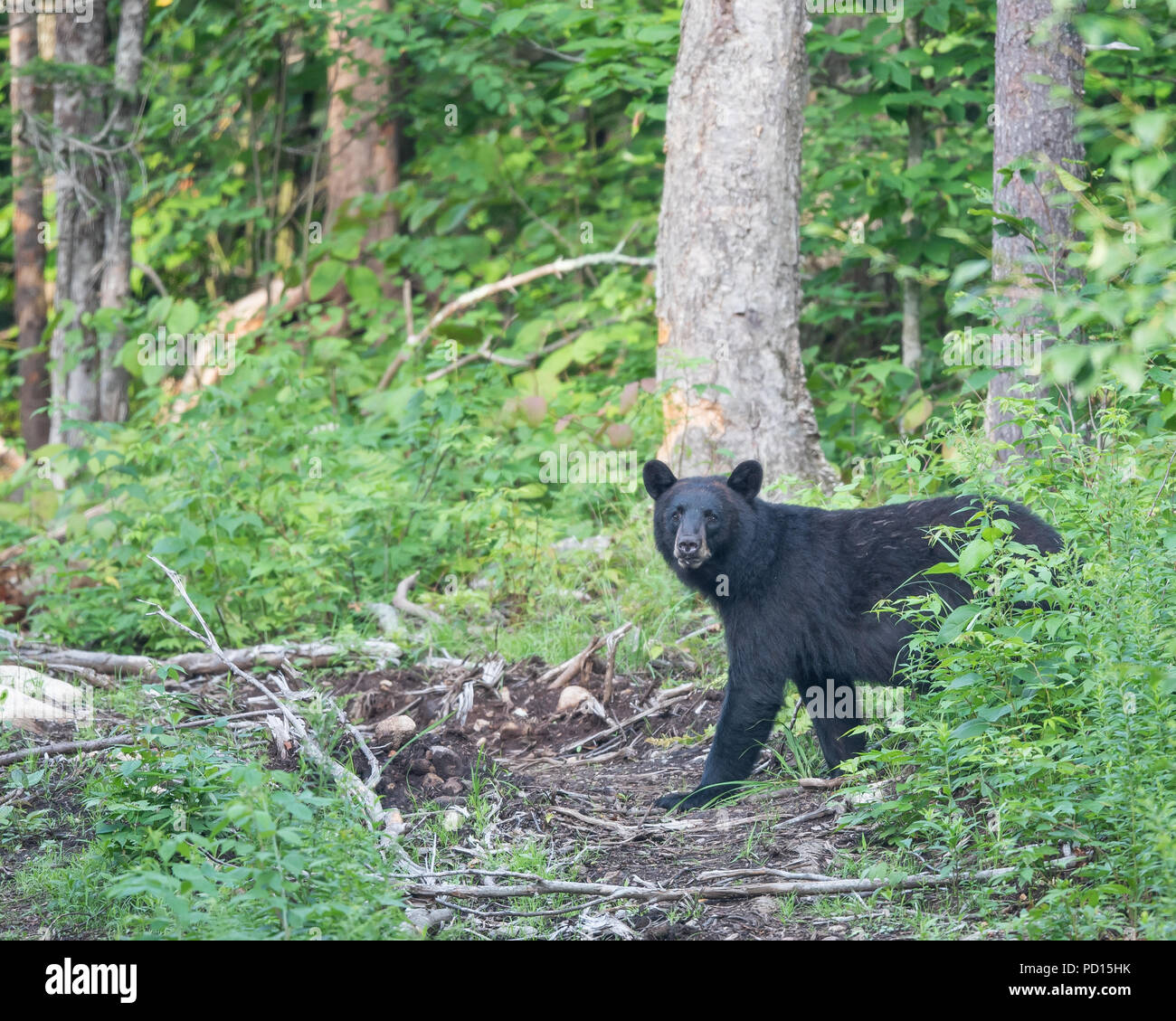 A wild American black bear, Ursus americanus, walking through the forest in the Adirondack Mountains, NY USA on a logging skidder trail. Stock Photo