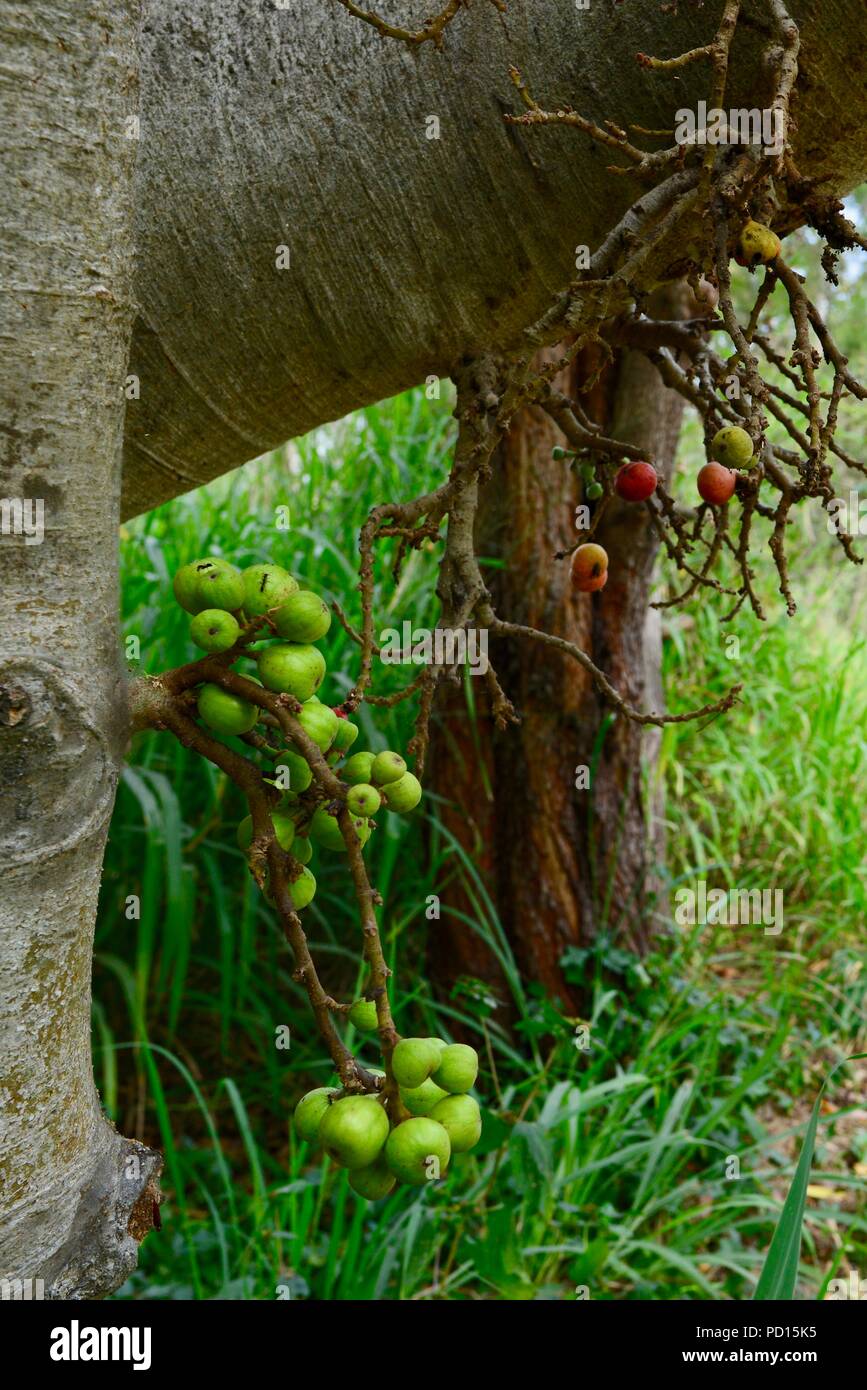 Figs growing on a tree trunk, Booroona walking trail on the Ross River, Rasmussen QLD 4815, Australia Stock Photo
