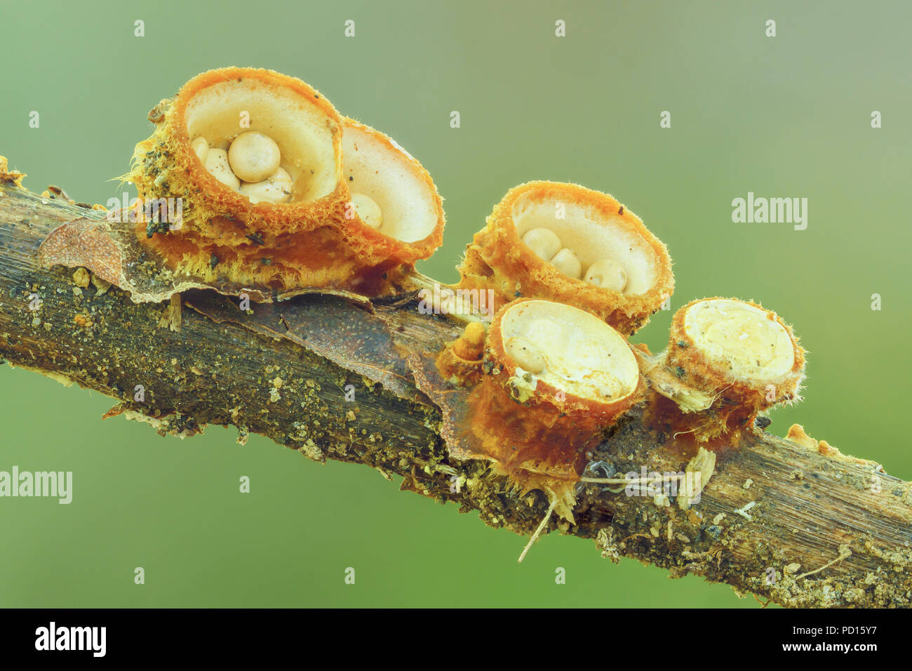 White Bird's Nest Fungus (Crucibulum laeve) fruiting bodies with egg-shaped peridioles inside the 'nest'. Stock Photo