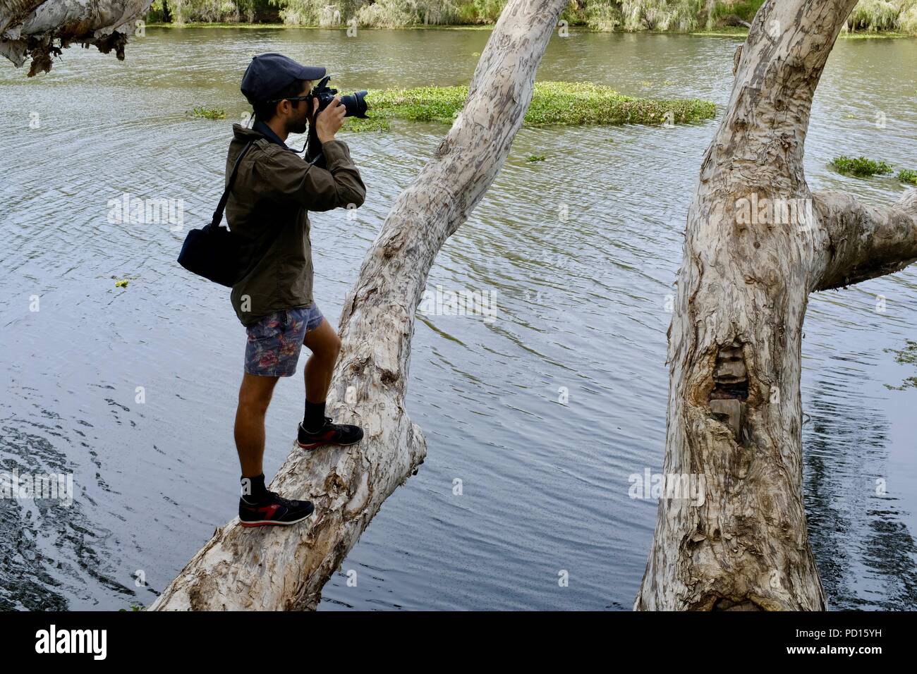 A man stands on a tree limb over a river while taking a photo, Booroona walking trail on the Ross River, Rasmussen QLD 4815, Australia Stock Photo