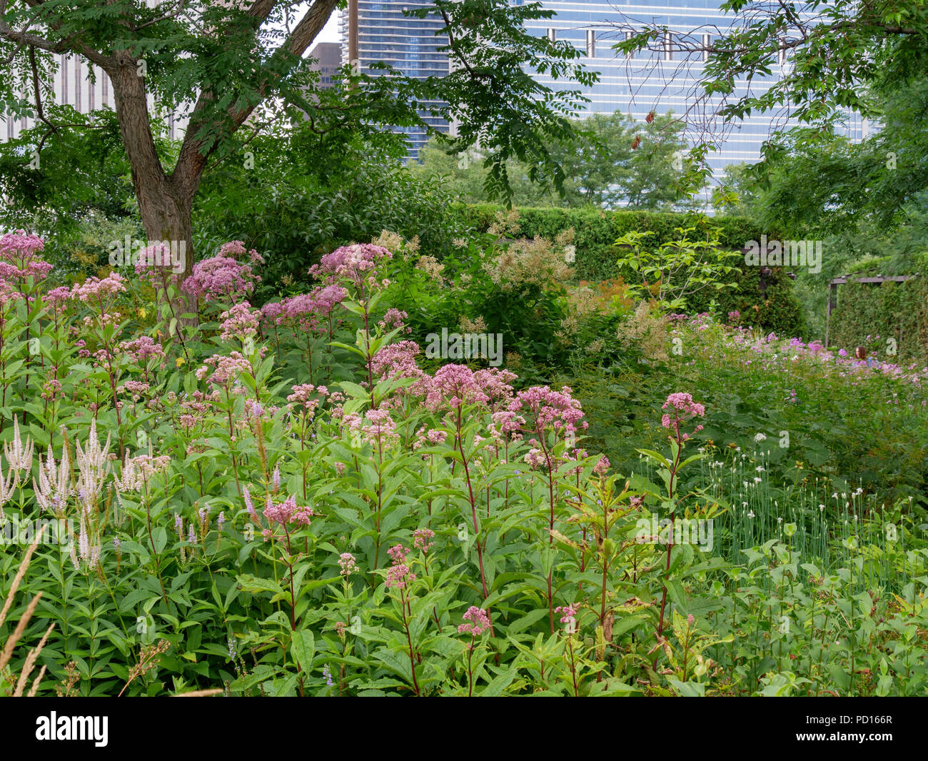 Spotted Joe-Pye Weed and Culver's Root, two the the native plants at Lurie Garden. Stock Photo