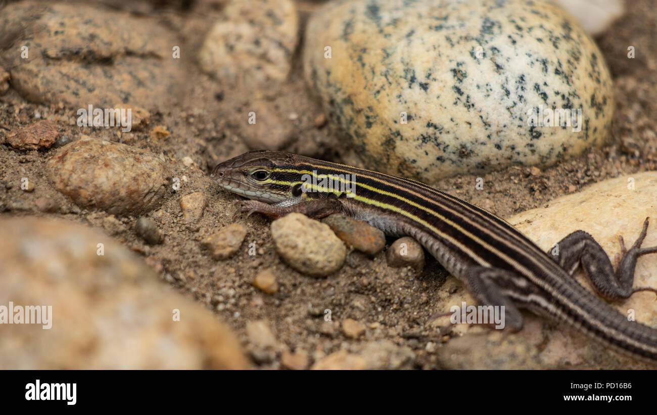 Six Lined Racerunner, Aspidoscelis sexlineata Colorado, USA Stock Photo