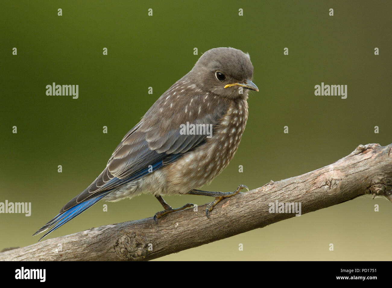 juvenile Western Bluebird (Sialia mexicana), Sacramento County