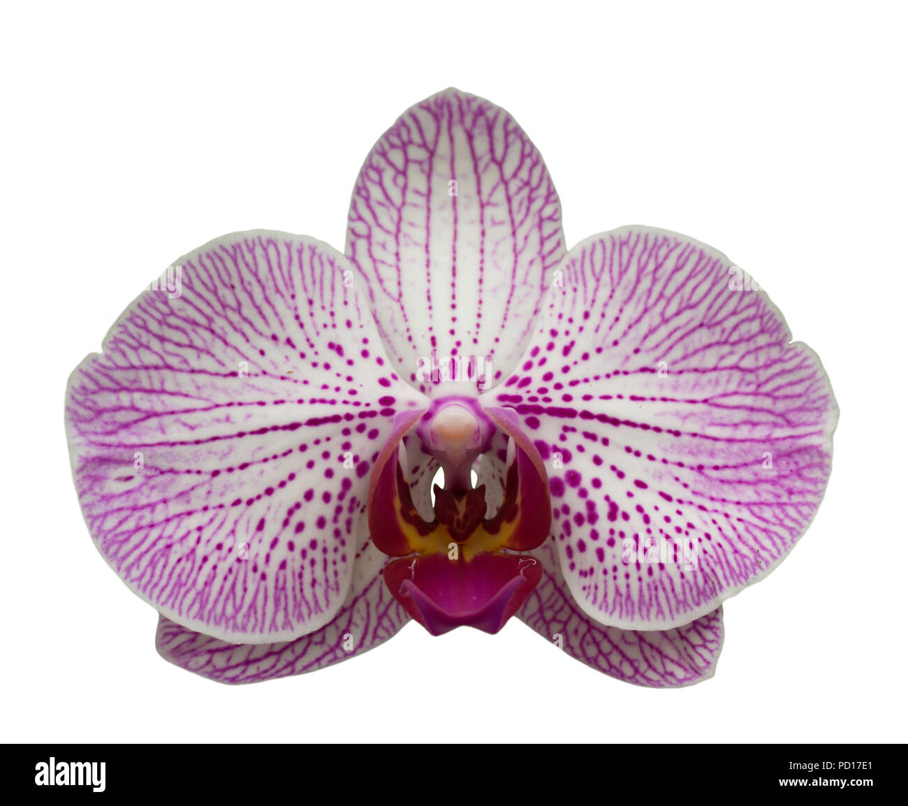 Purple and white striped flower hi-res stock photography and images - Alamy