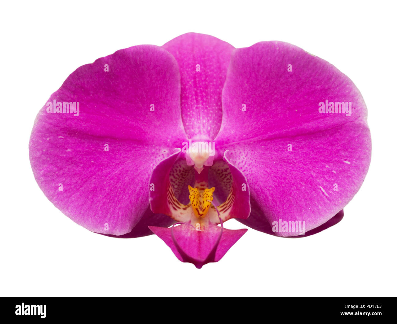 White flower with purple spots hi-res stock photography and images - Alamy