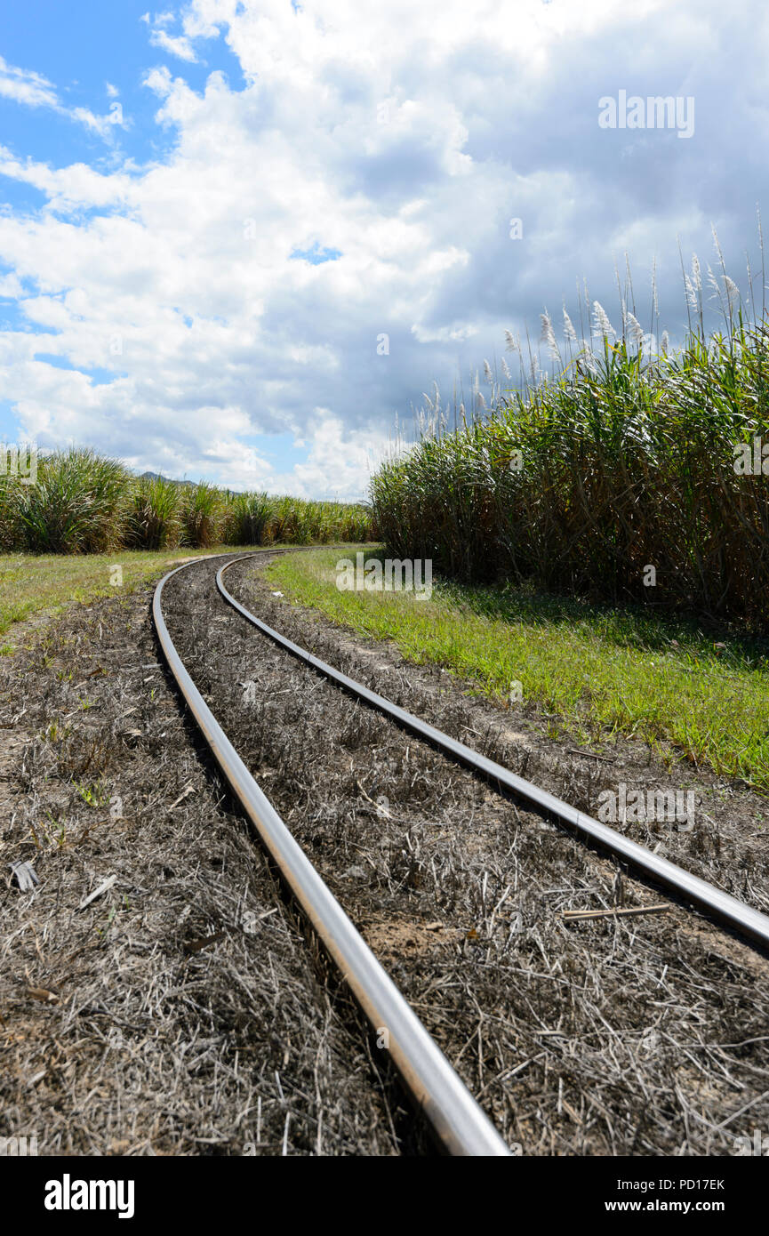 Tracks for small trains harvesting sugarcane running through a sugarcane crop, Gordonvale, Far North Queensland, FNQ, QLD, Australia Stock Photo