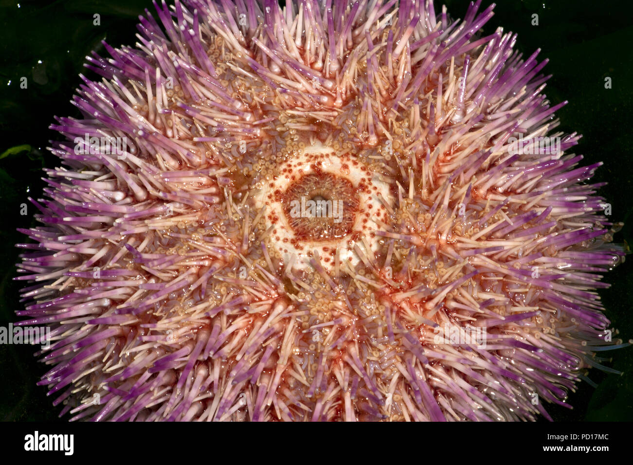 The mouthparts of an Edible Sea Urchin are on the underside. Stock Photo