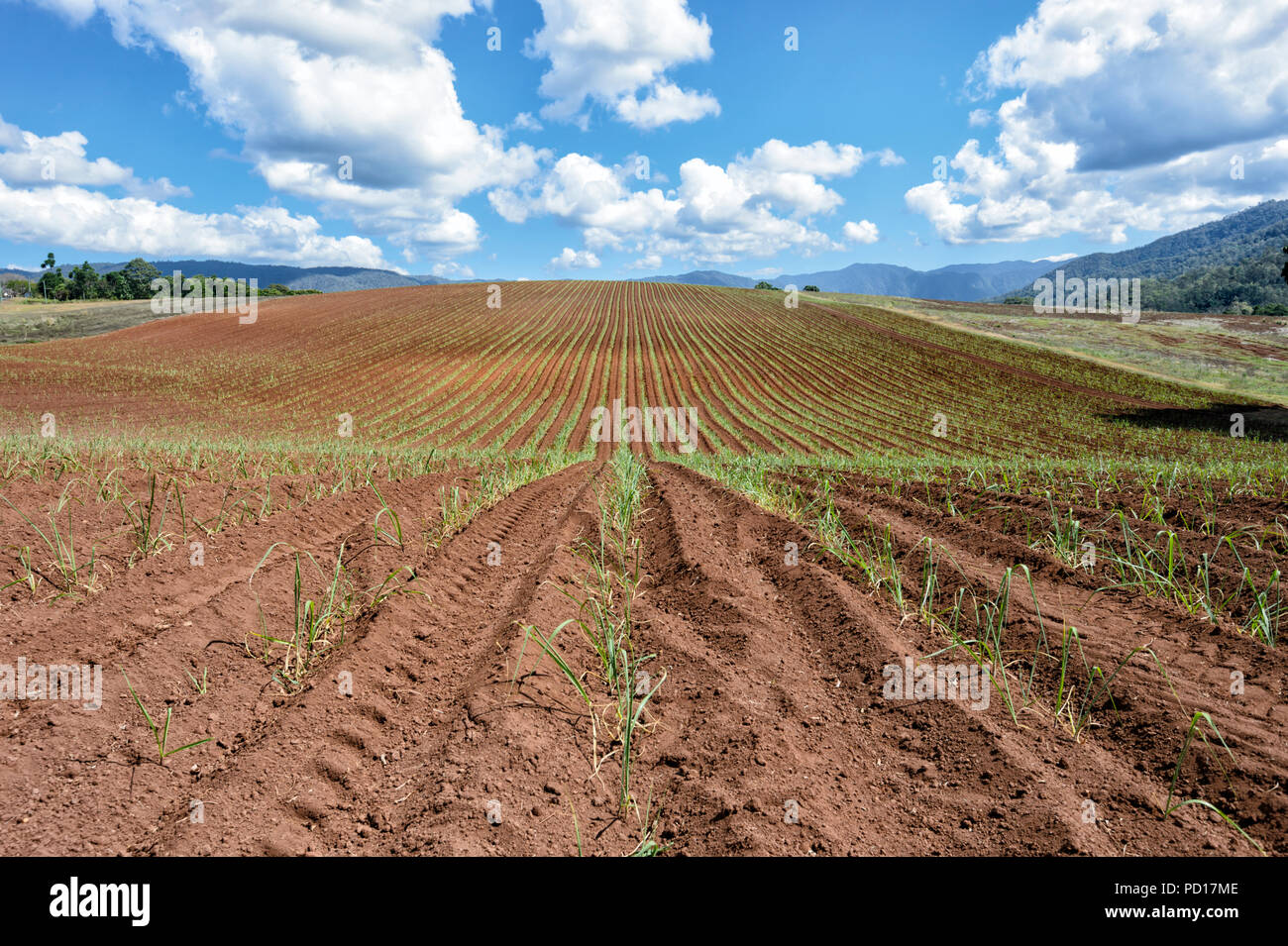 New sugarcane plantation in the Goldsborough Valley, Far North
