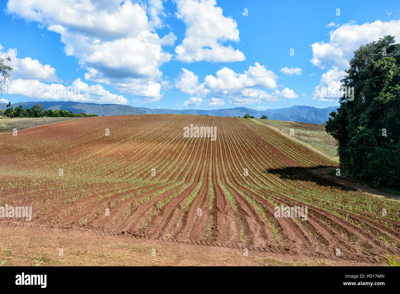 New sugarcane plantation in the Goldsborough Valley, Far North