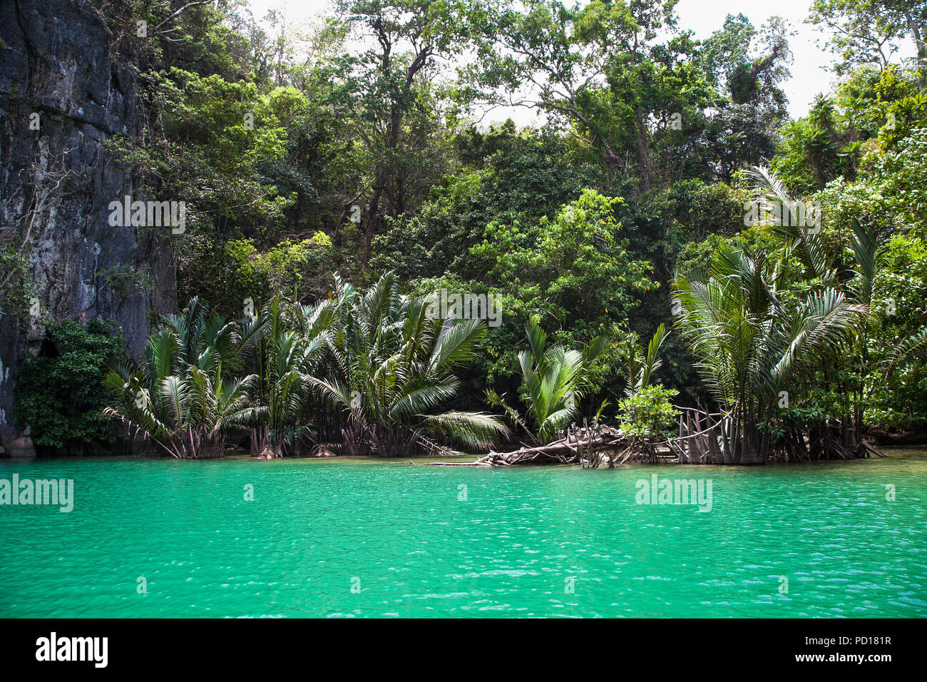 The tropical jungle from river side at Philippines island. Palawan