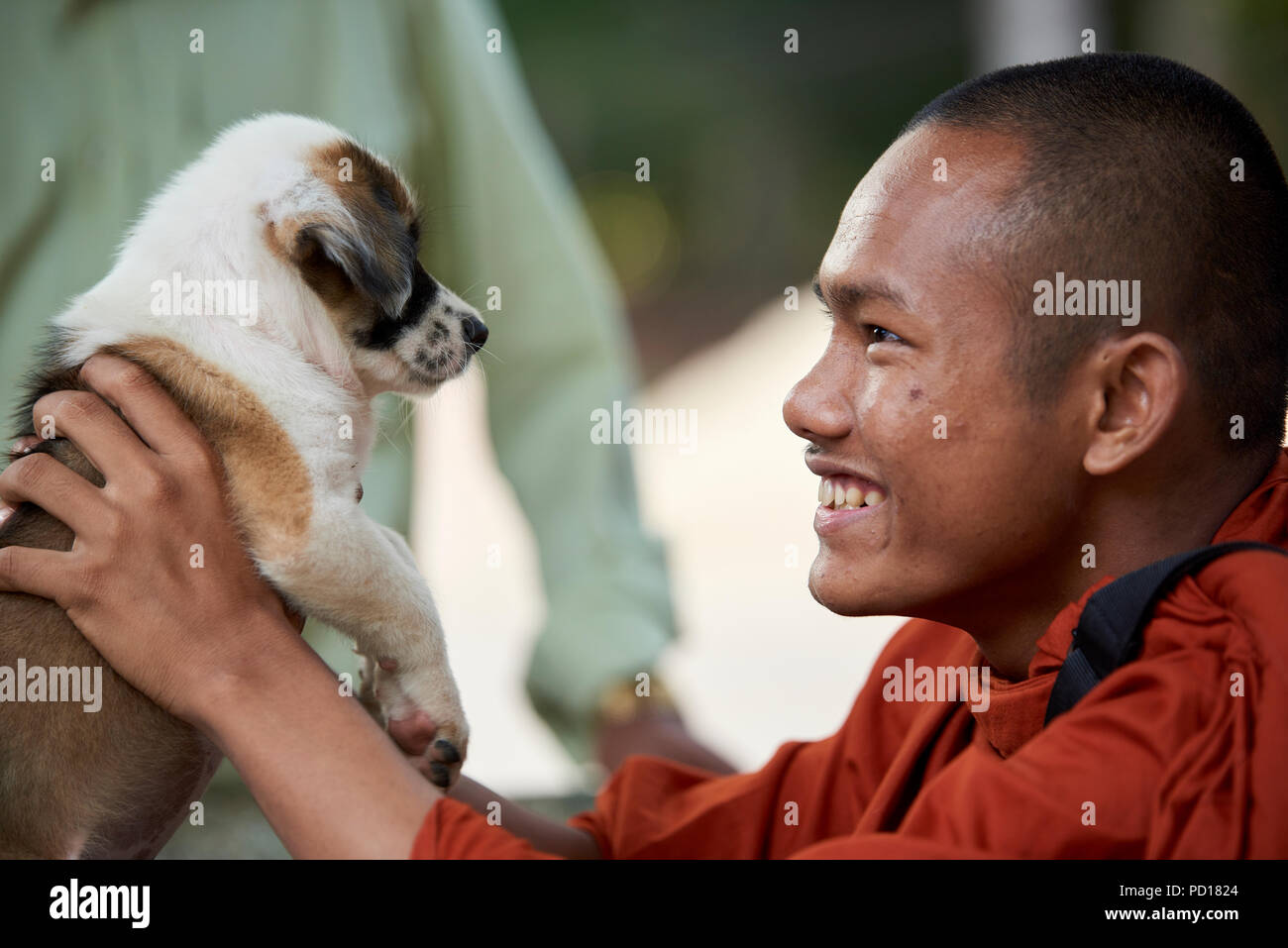A smilling young Buddhist monk plays with a two-month old puppy in the monastery where he lives. In Siem Reap, Cambodia. Stock Photo