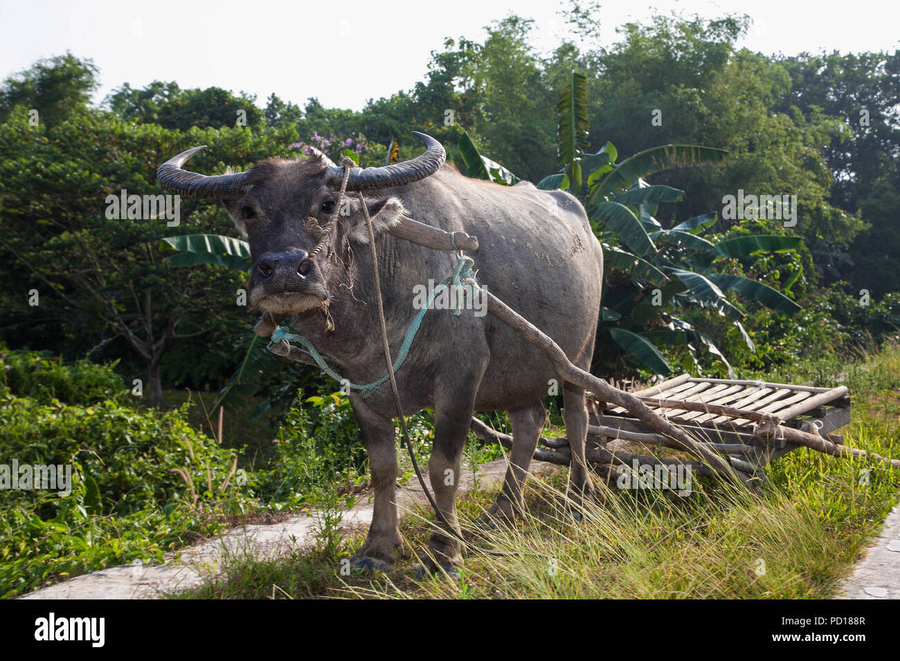 Carabao or (Bubalus bubalis carabanesis) is a domesticated subspecies of the water buffalo (Bubalus bubalis) found in the Philippines, used for pullin Stock Photo