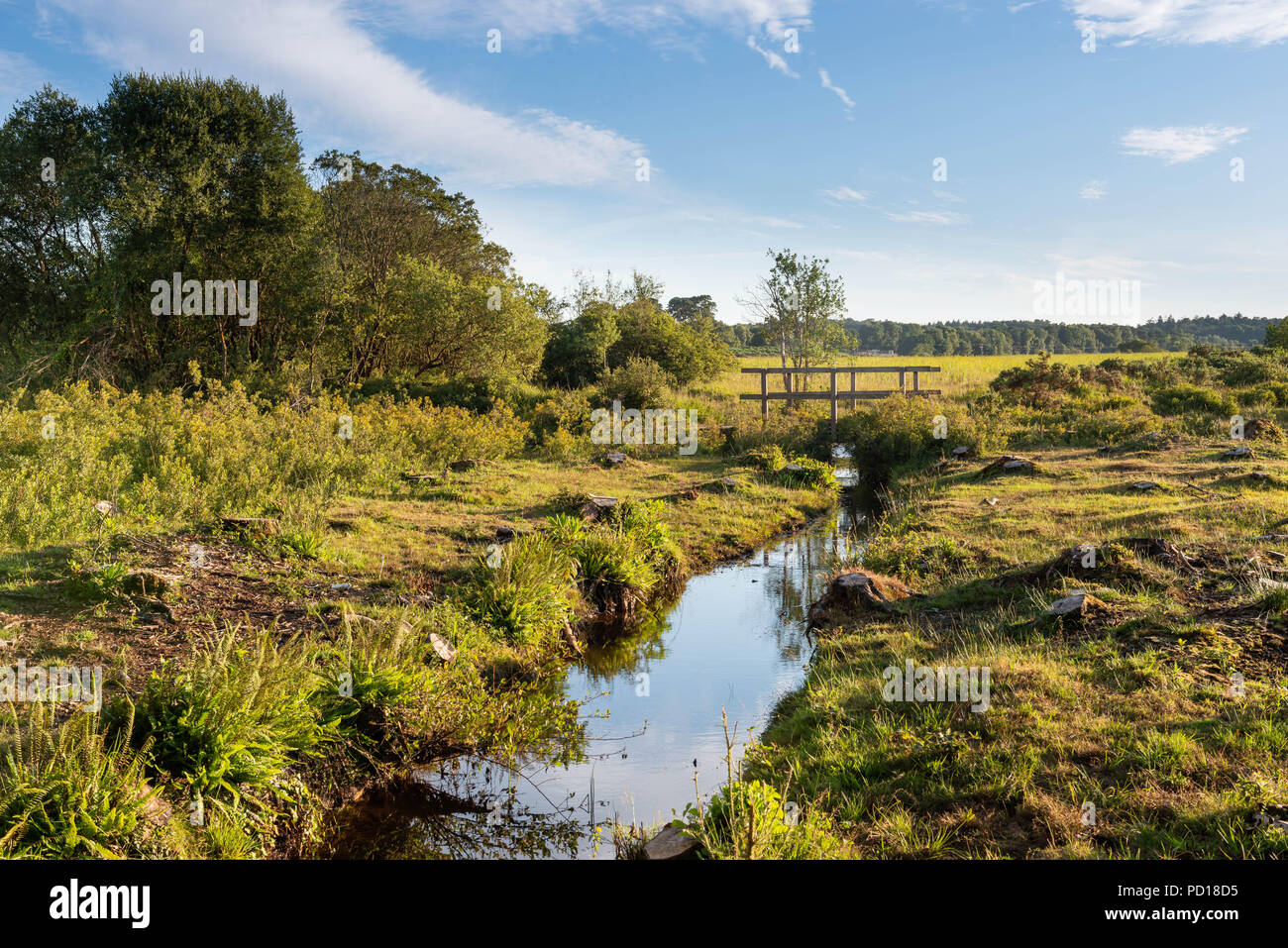 A small stream passes through the unspoilt landscape of the New Forest National Park near Brockenhurst, Hampshire, UK Stock Photo