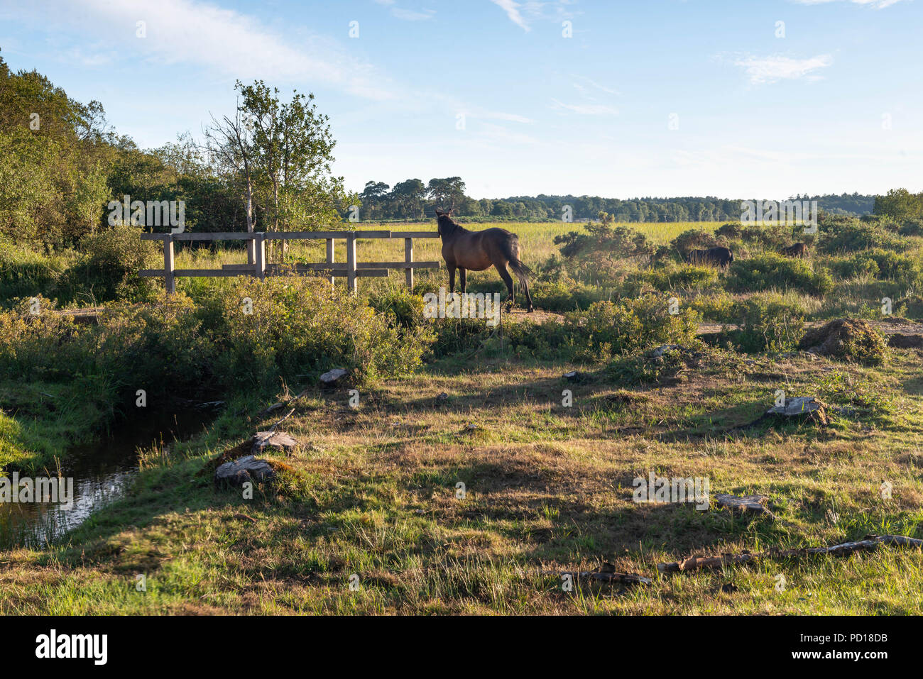 Wild ponies of the New Forest National Park graze on the lush summer grass on a warm early evening. Near Brockenhurst, Hampshire, UK Stock Photo
