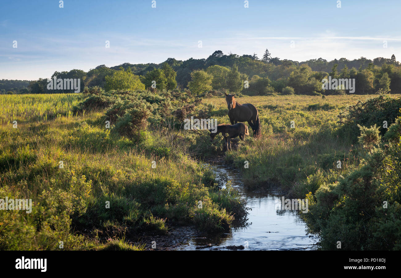 Wild ponies of the New Forest National Park graze on the lush summer grass on a warm early evening. Near Brockenhurst, Hampshire, UK Stock Photo