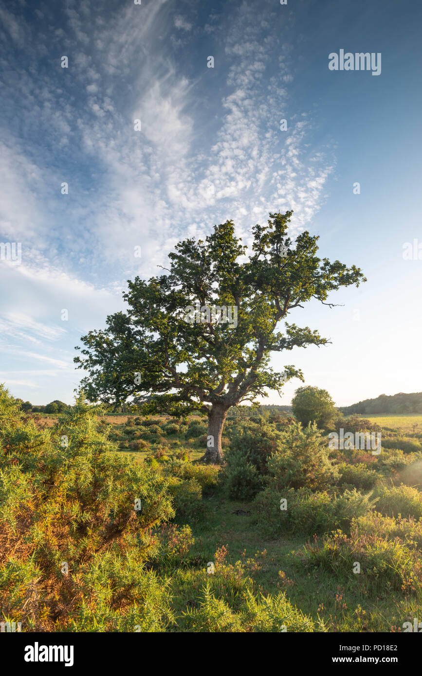 A lone tree stands proud in the unspoilt landscape of the New Forest National Park near Brockenhurst, Hampshire, UK in the summer season. Stock Photo