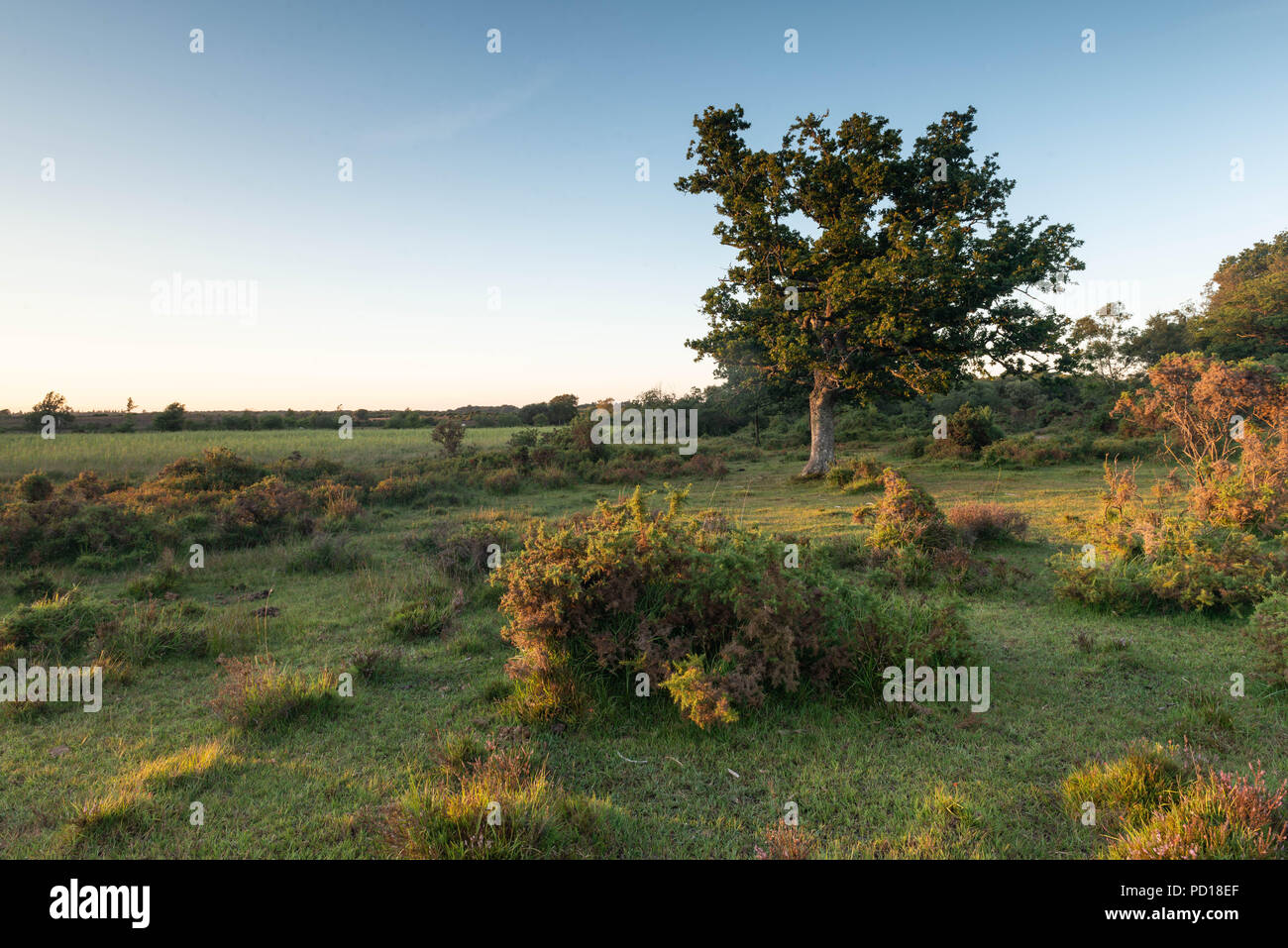 The trees and heathland of the New Forest National Park help provide a beautiful landscape from which to explore further. Taken near the village of Br Stock Photo