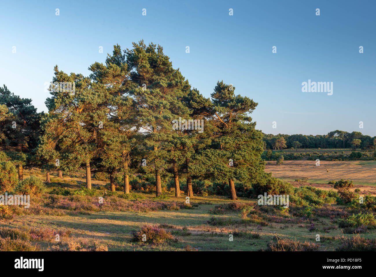 Early summer evening sun shines trees in the New Forest National Park near the village of Brockenhurst, Hampshire, UK. Stock Photo