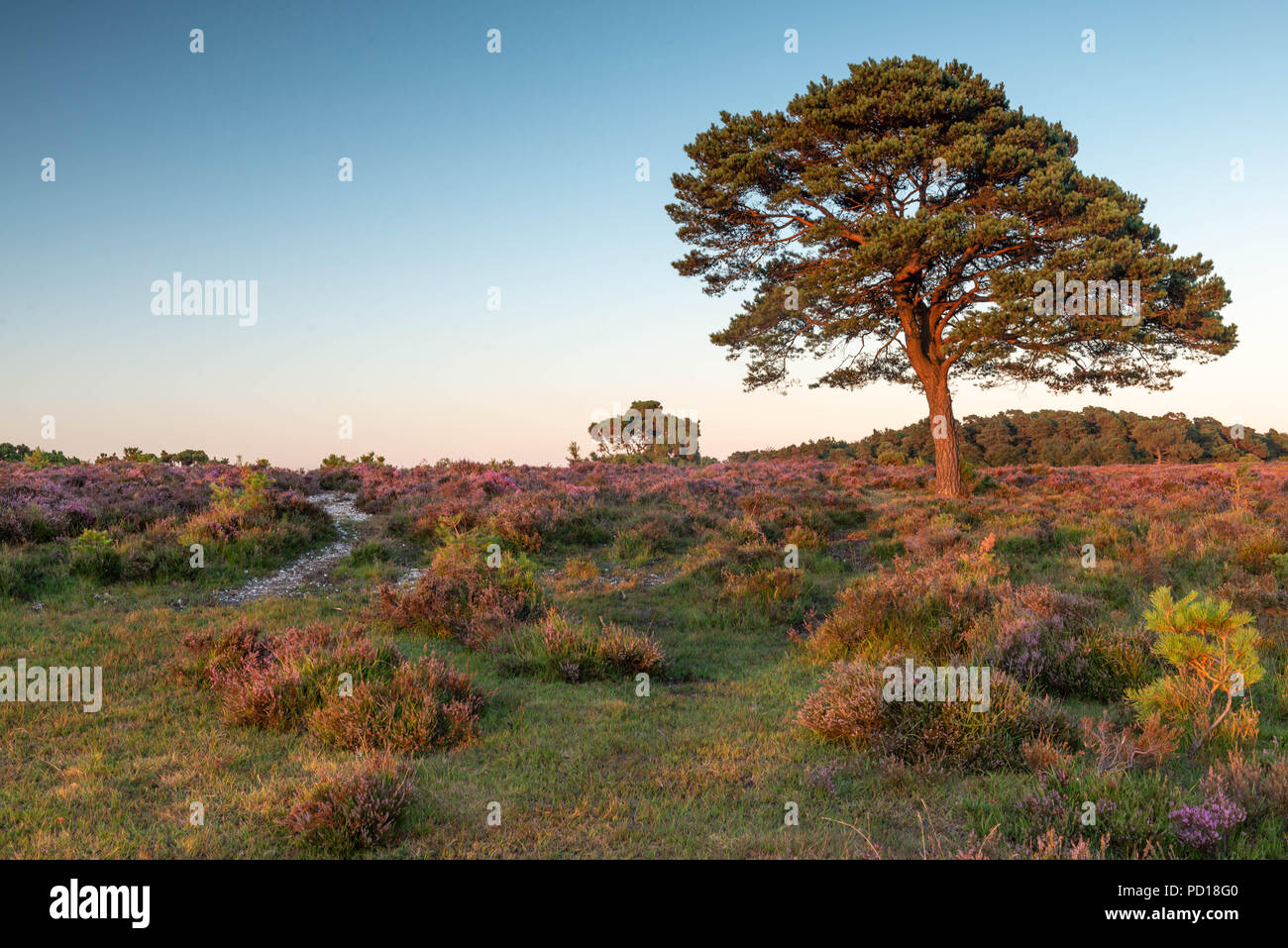 The trees and heathland of the New Forest National Park help provide a beautiful landscape from which to explore further. Taken near the village of Br Stock Photo